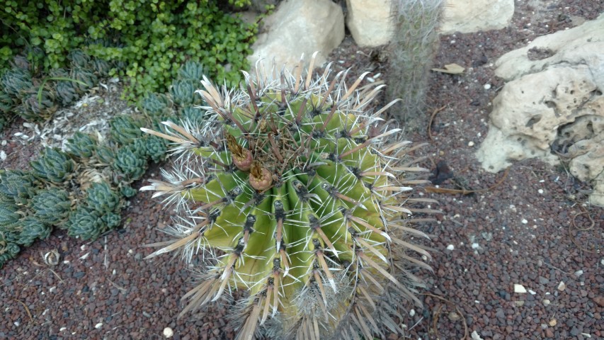 Picture of Ferrocactus horridus