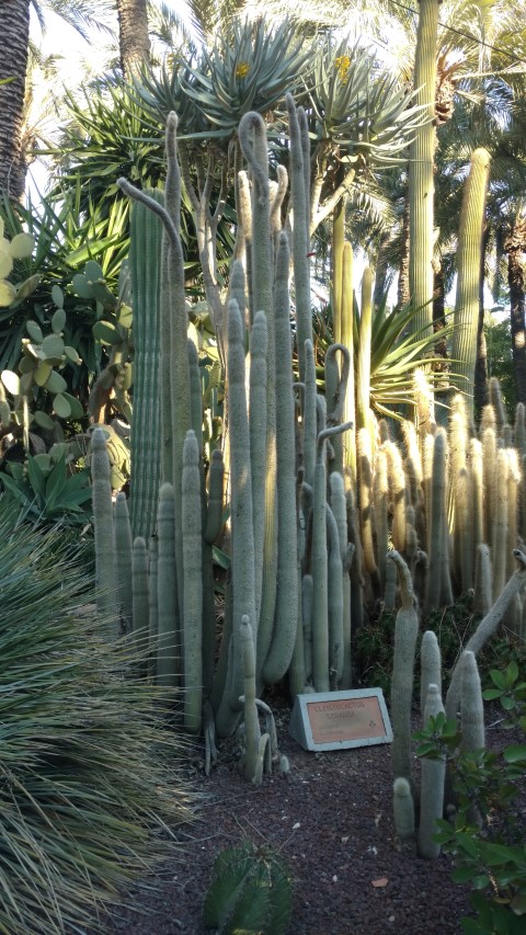 Picture of Ceistocactus strausii