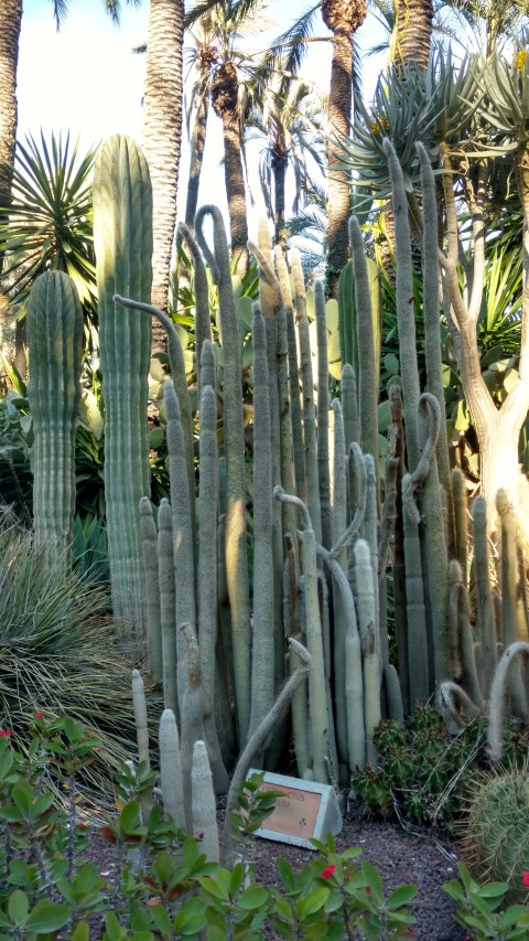 Picture of Ceistocactus%20strausii