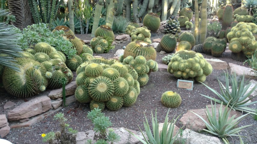 Picture of Echinocactus grusonii