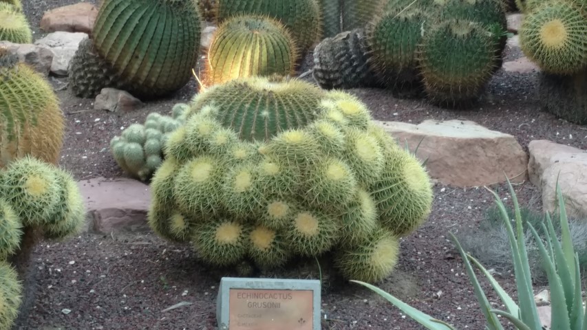 Picture of Echinocactus grusonii