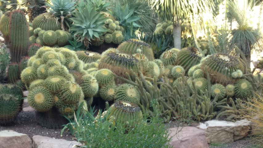 Picture of Echinocactus grusonii