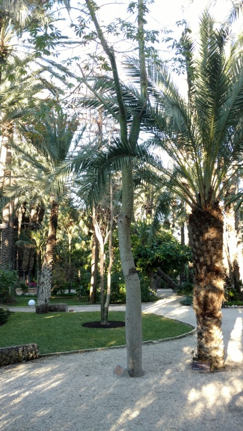 Picture of Chorisia speciosa Silk Floss Tree