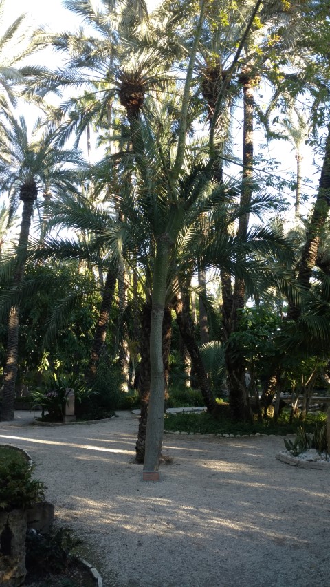 Picture of Chorisia speciosa  Silk Floss Tree