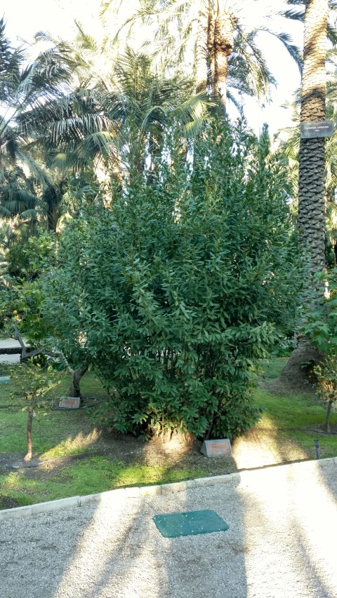 Picture of Laurus nobilis  Bay Laurel