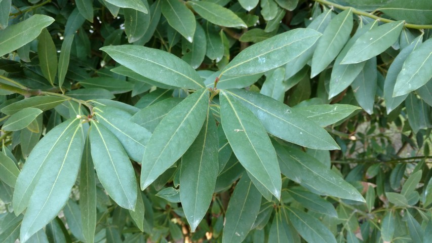 Picture of Laurus nobilis  Bay Laurel