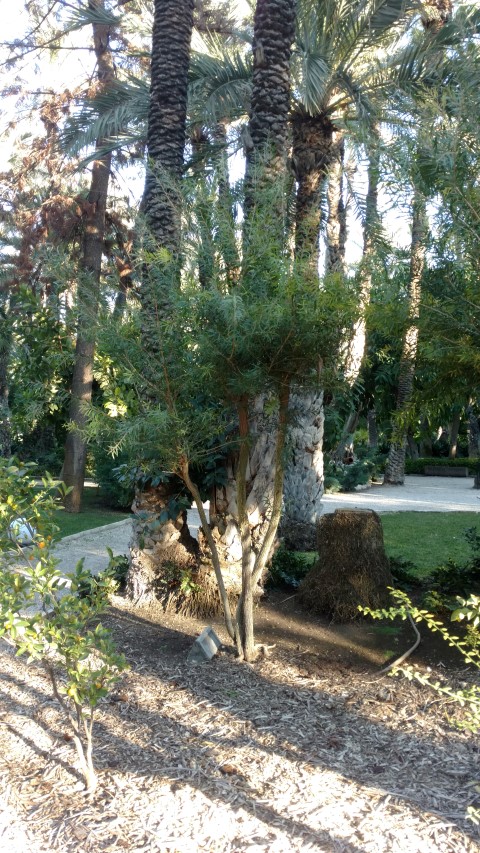 Picture of Callistemon lanceolatus