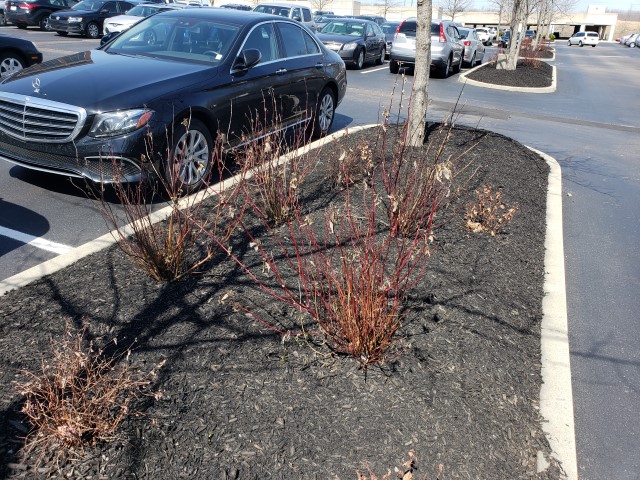 Cornus sericea plantplacesimage20180412_120424.jpg