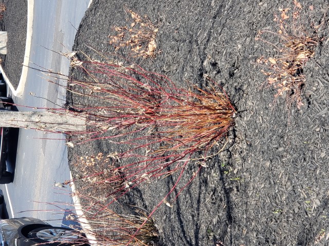 Cornus sericea plantplacesimage20180412_120442.jpg