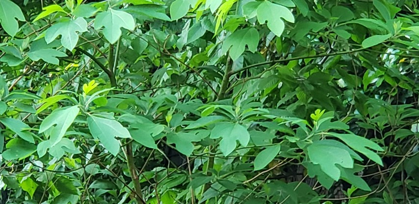 Sassafras albidum plantplacesimage20180519_192408.jpg