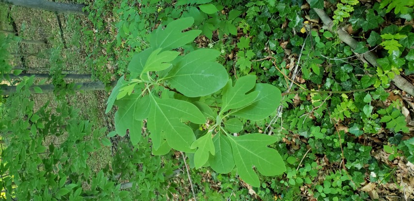 Sassafras albidum plantplacesimage20180519_192759.jpg