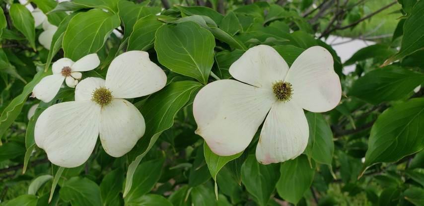 Cornus florida plantplacesimage20180522_172333.jpg