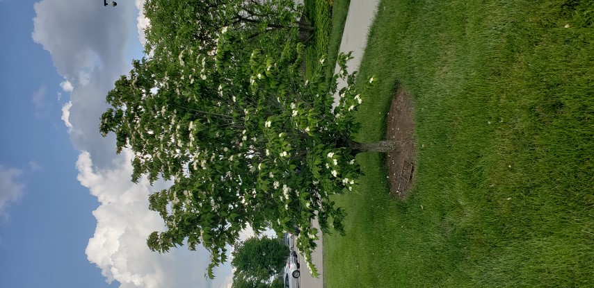 Cornus florida plantplacesimage20180522_172351.jpg