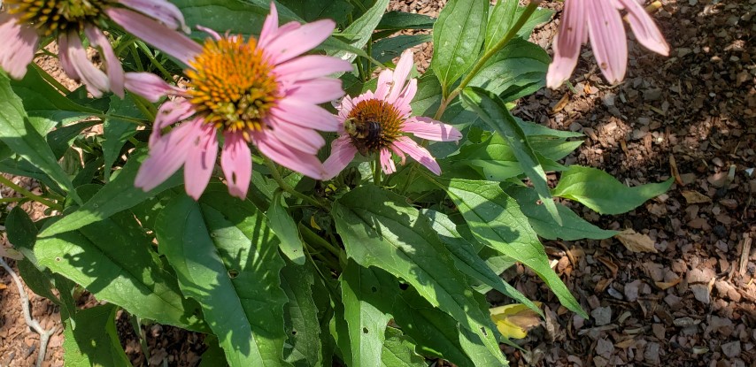 Echinacea purpurea plantplacesimage20180713_155421.jpg