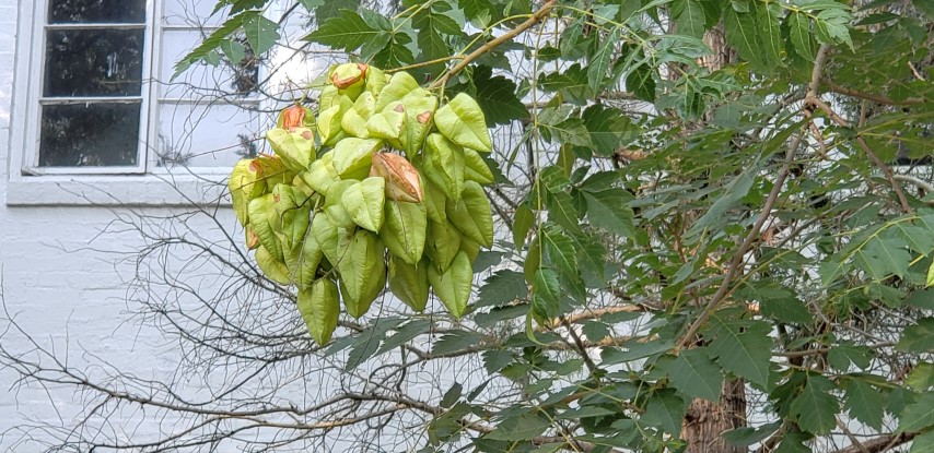 Koelreuteria paniculata plantplacesimage20180713_183340.jpg