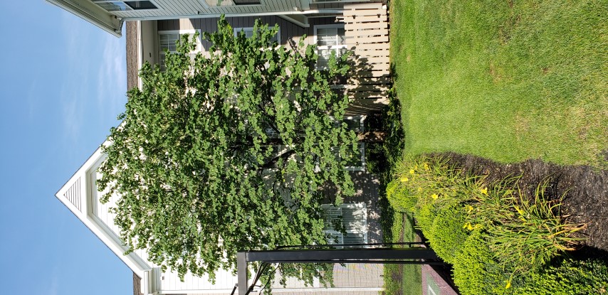 Cercis canadensis plantplacesimage20180729_093801.jpg