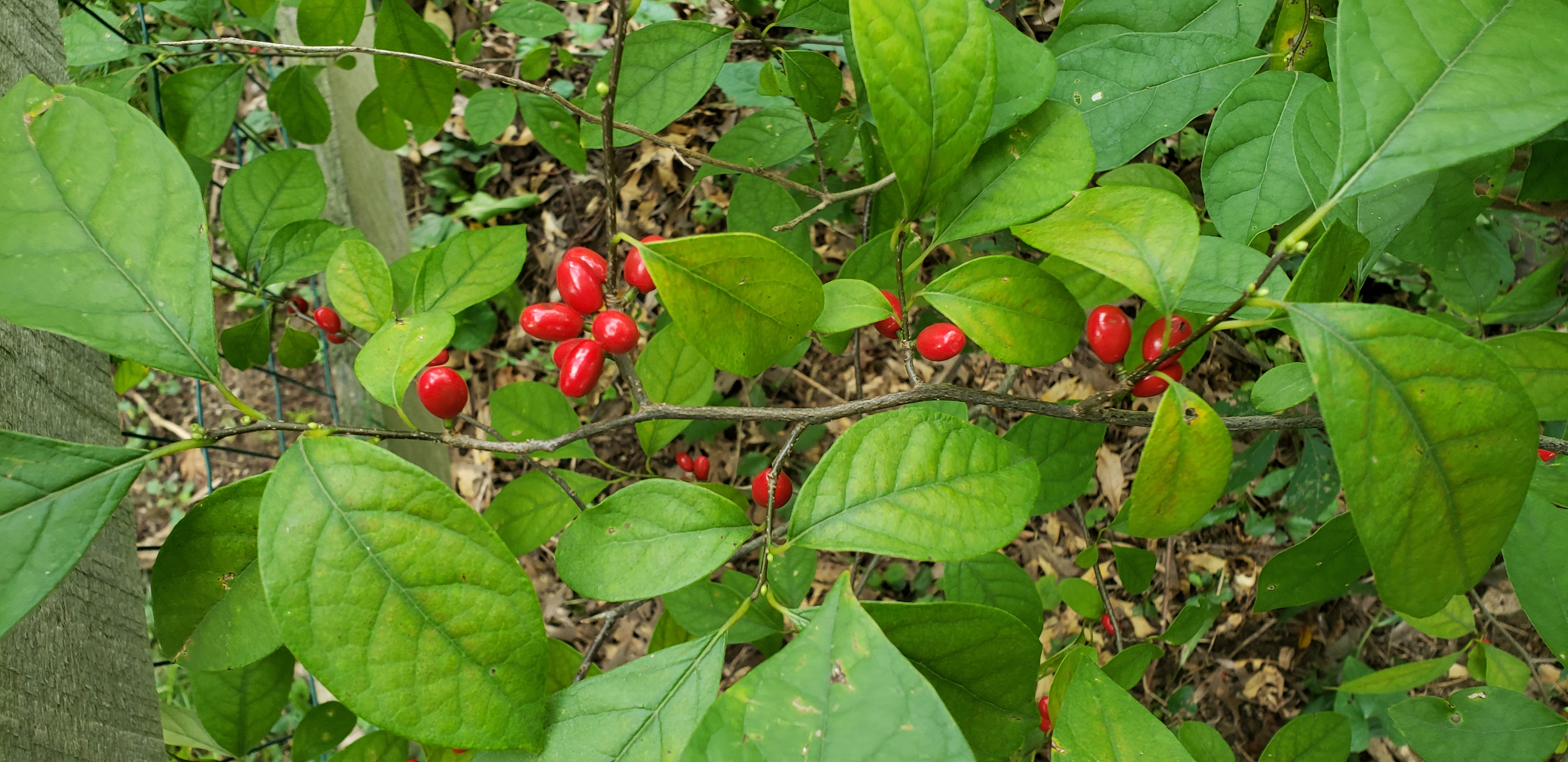 Lindera benzoin plantplacesimage20180901_160243.jpg