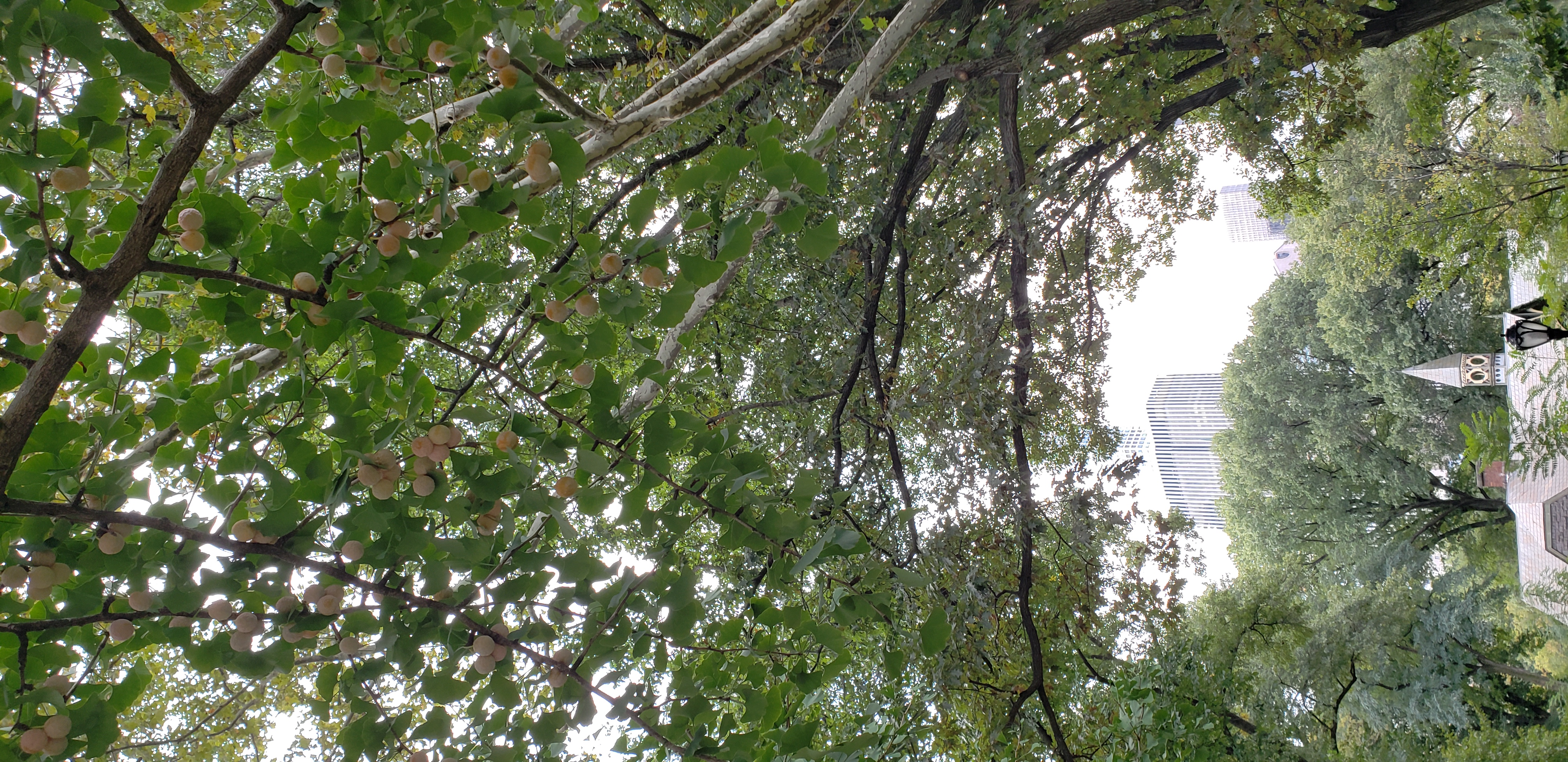 Ginkgo biloba plantplacesimage20181014_090554.jpg