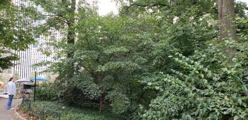 Cornus florida plantplacesimage20181014_091638.jpg