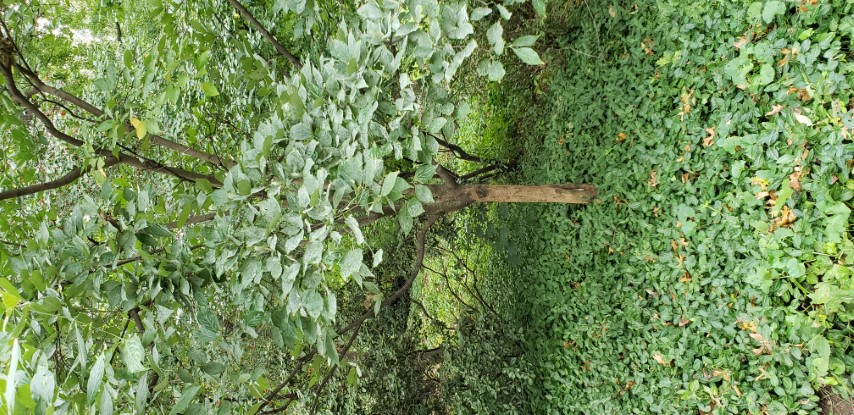 Cornus florida plantplacesimage20181014_091707.jpg