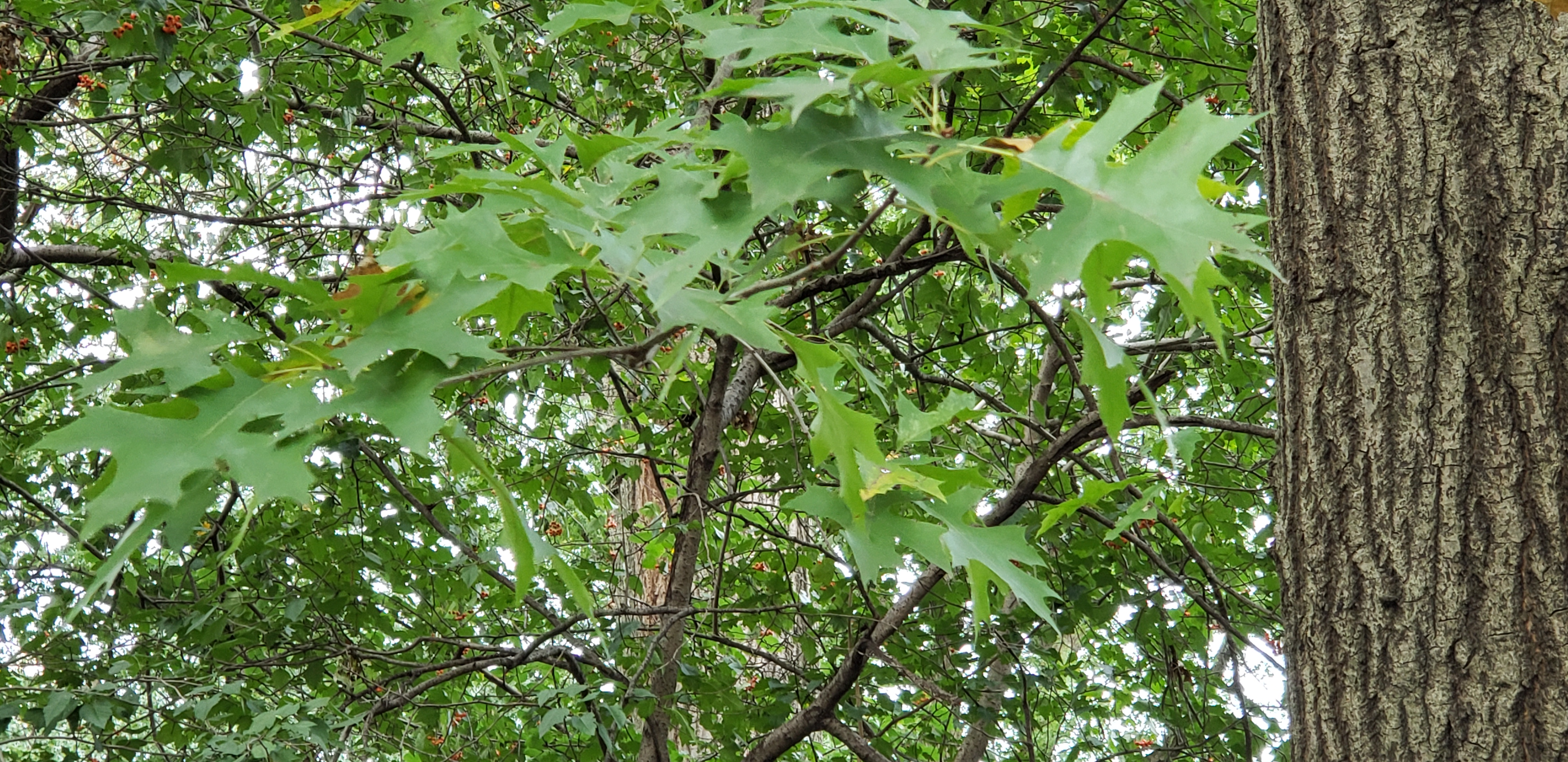 Quercus rubra plantplacesimage20181014_092006.jpg