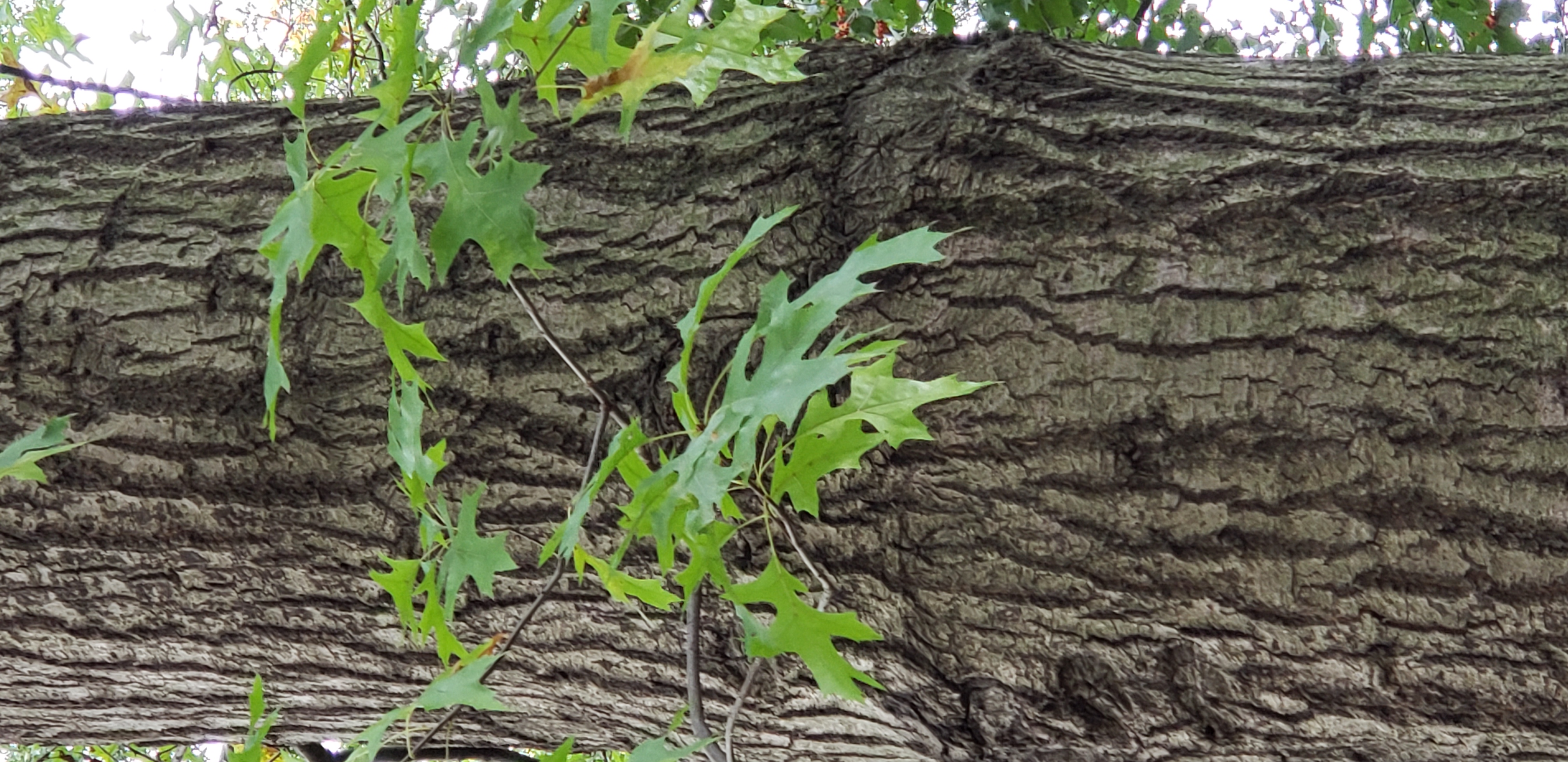Quercus rubra plantplacesimage20181014_092028.jpg