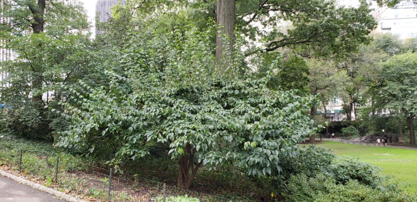 Cornus mas plantplacesimage20181014_092449.jpg