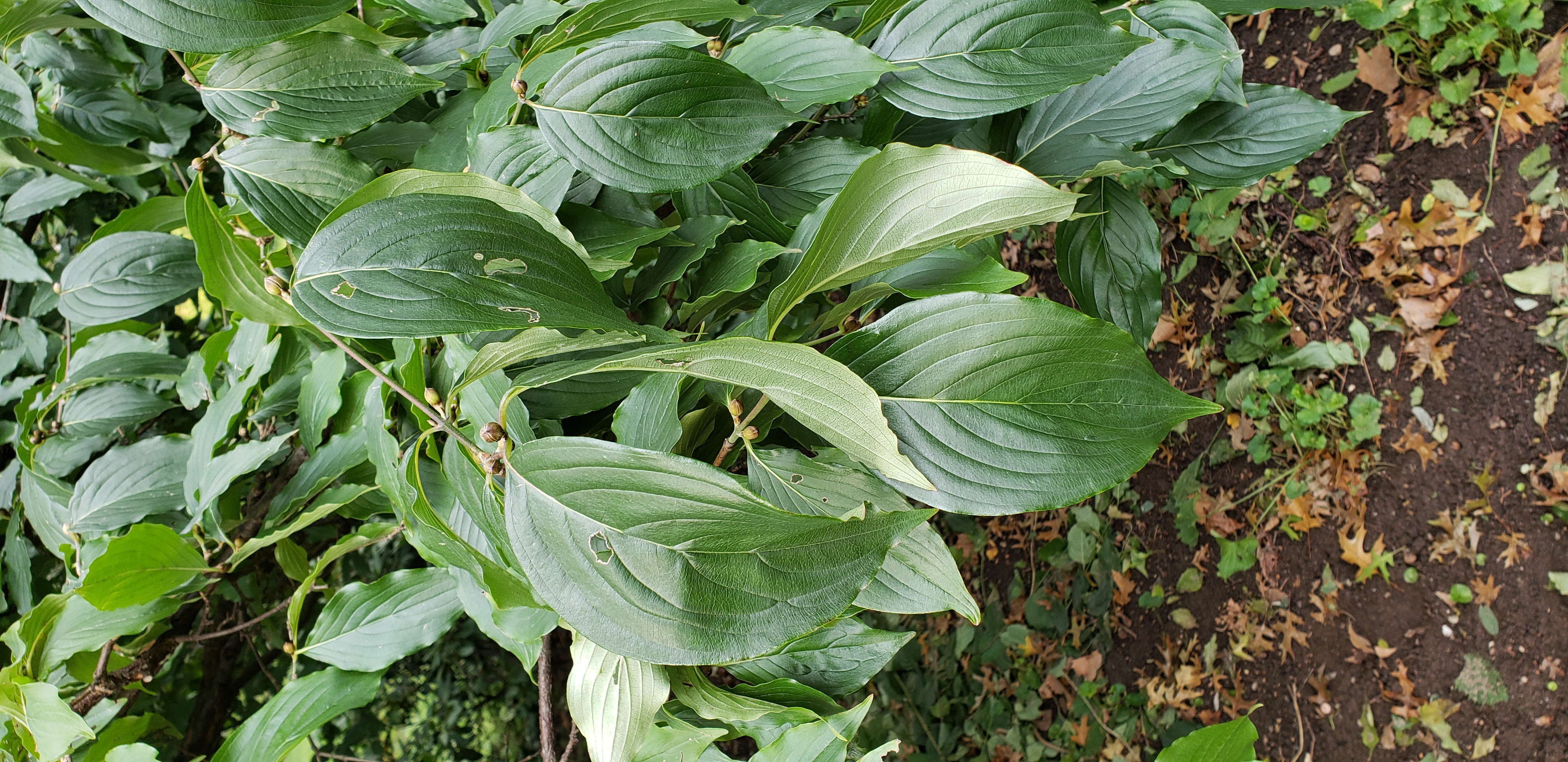 Cornus mas plantplacesimage20181014_092509.jpg