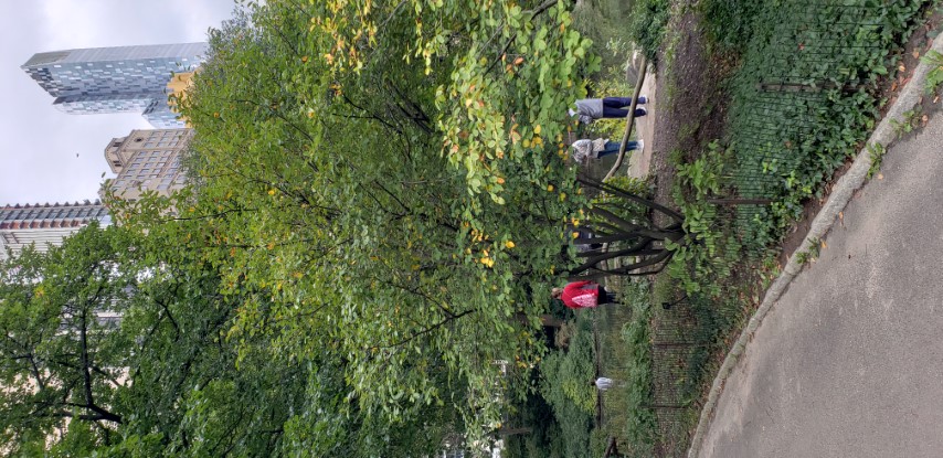 Amelanchier laevis plantplacesimage20181014_093033.jpg