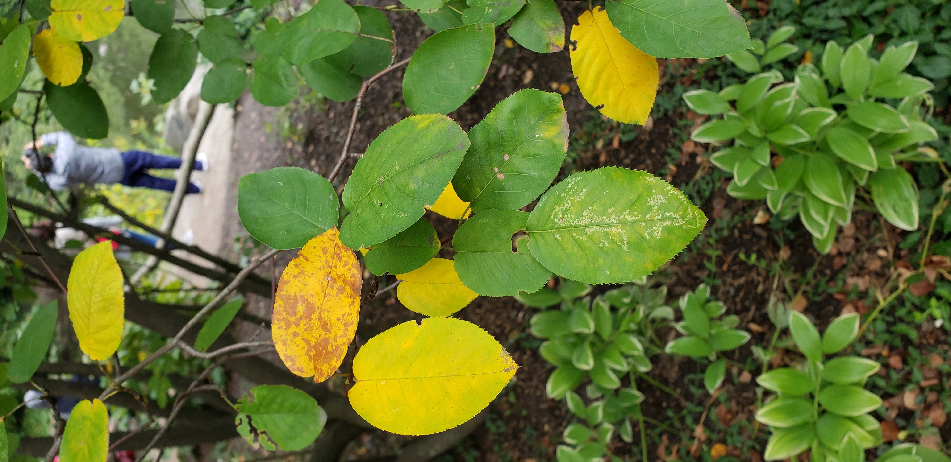 Amelanchier laevis plantplacesimage20181014_093047.jpg