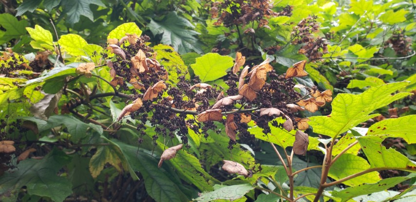 Hydrangea quercifolia plantplacesimage20181014_094049.jpg