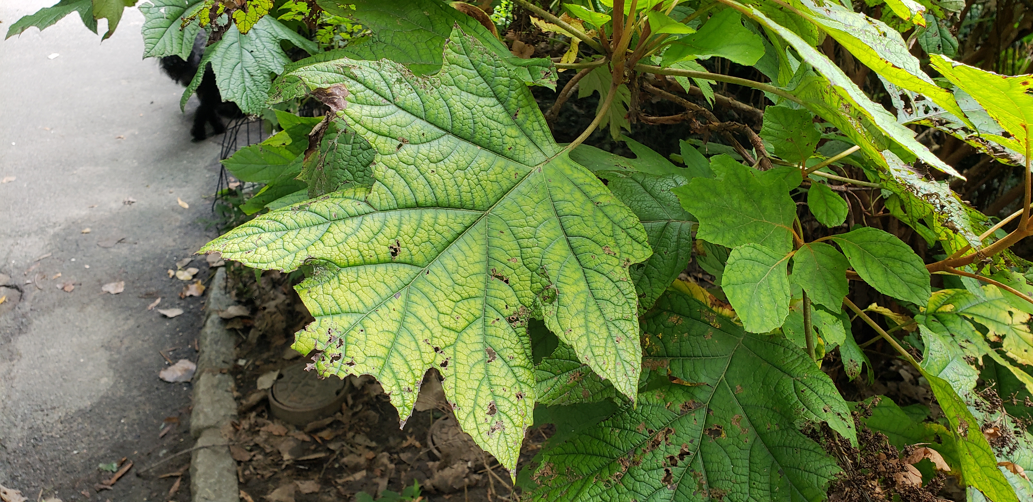 Hydrangea quercifolia plantplacesimage20181014_094102.jpg