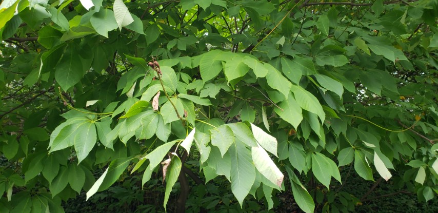 Aesculus parviflora plantplacesimage20181014_094221.jpg