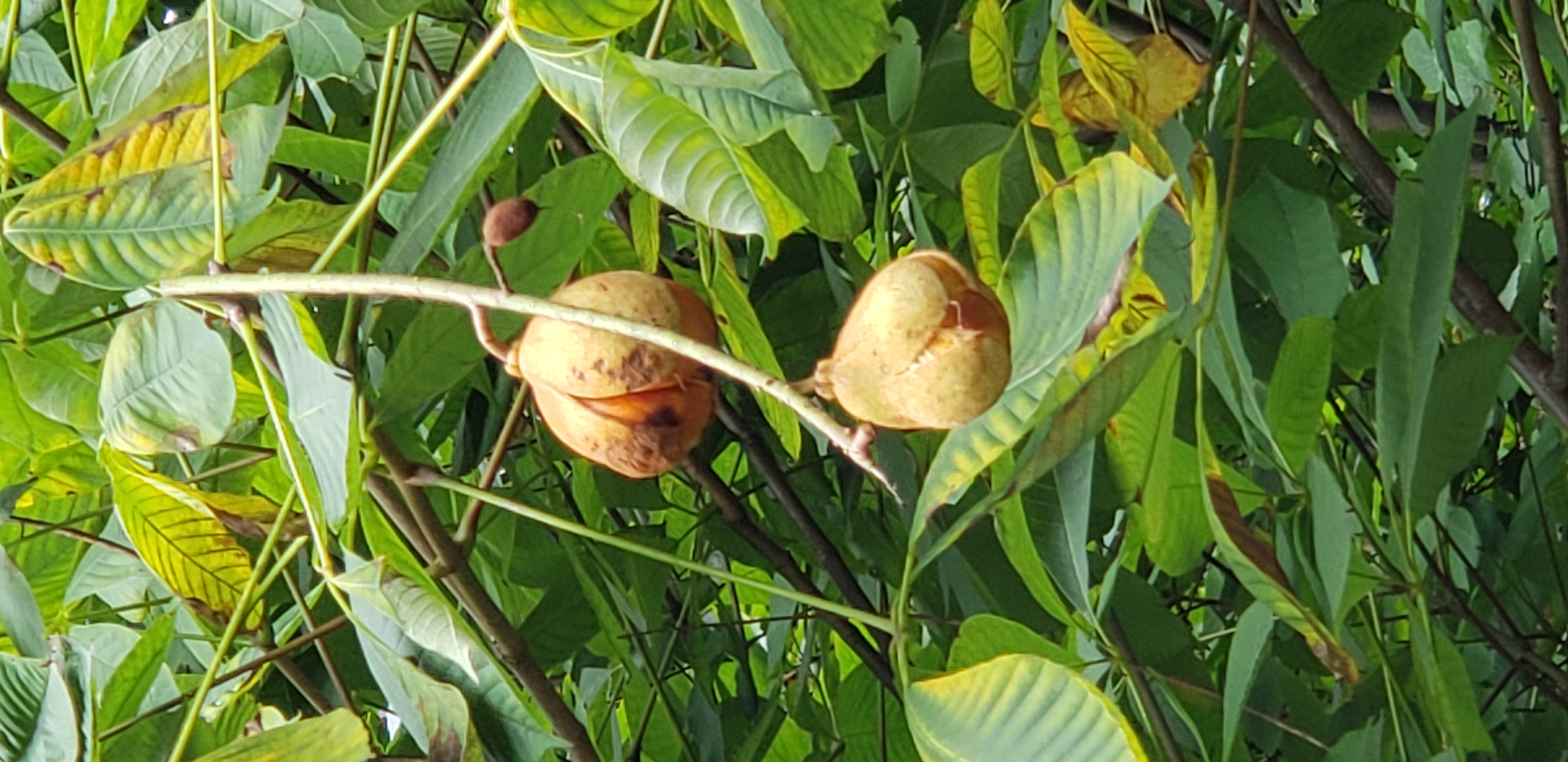 Aesculus parviflora plantplacesimage20181014_094315.jpg