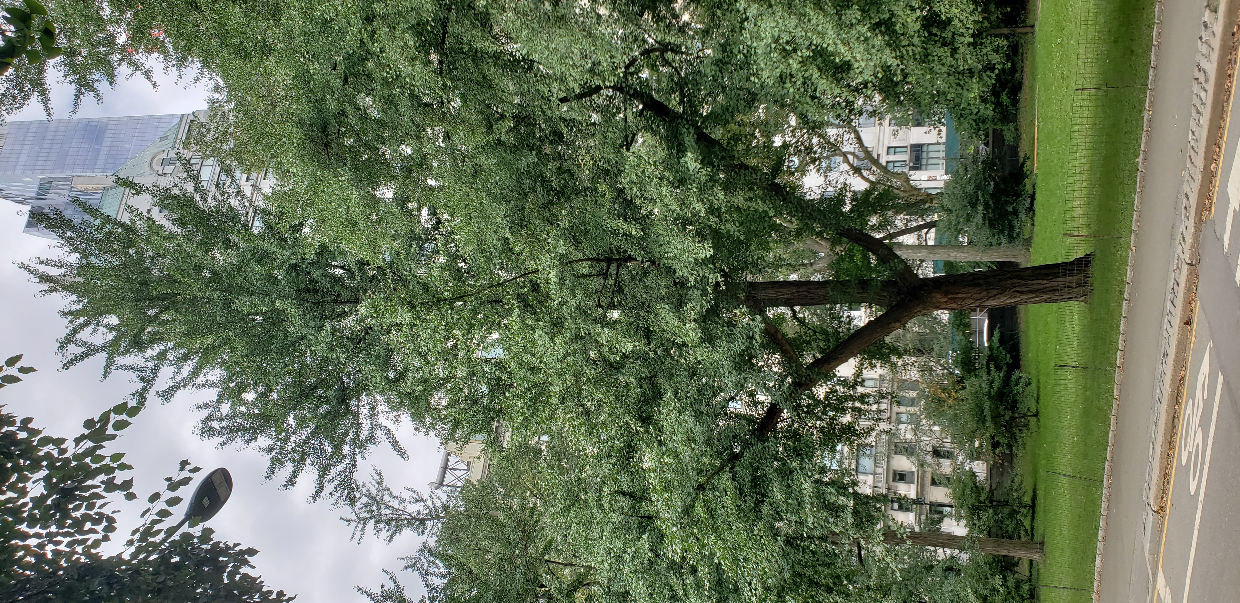 Ginkgo biloba plantplacesimage20181014_095101.jpg