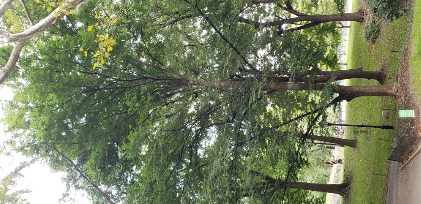 Zelkova serrata plantplacesimage20181014_095405.jpg