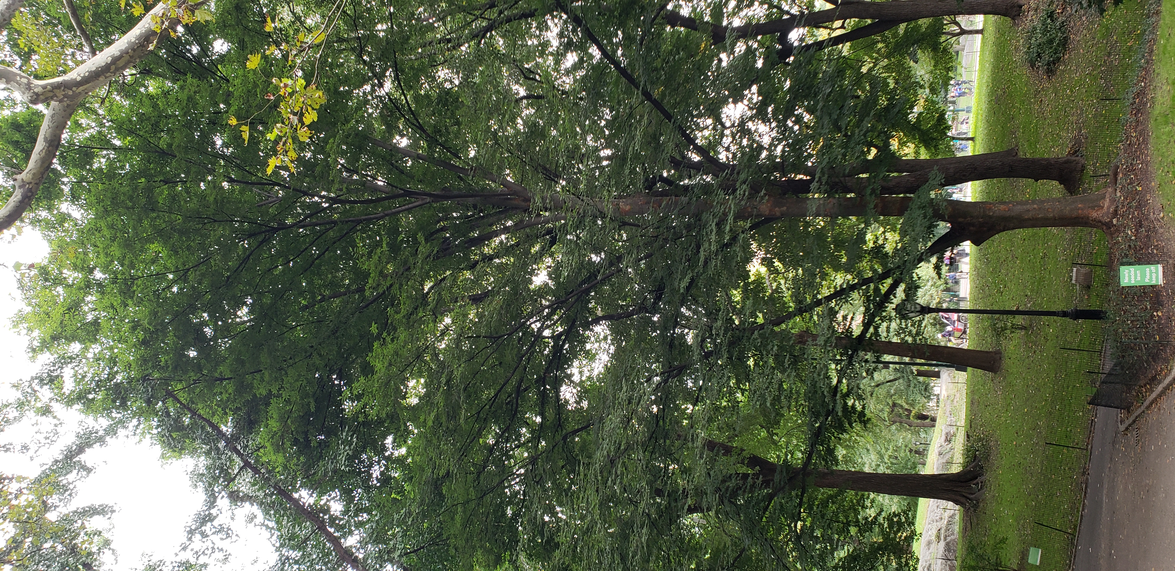 Zelkova serrata plantplacesimage20181014_095425.jpg