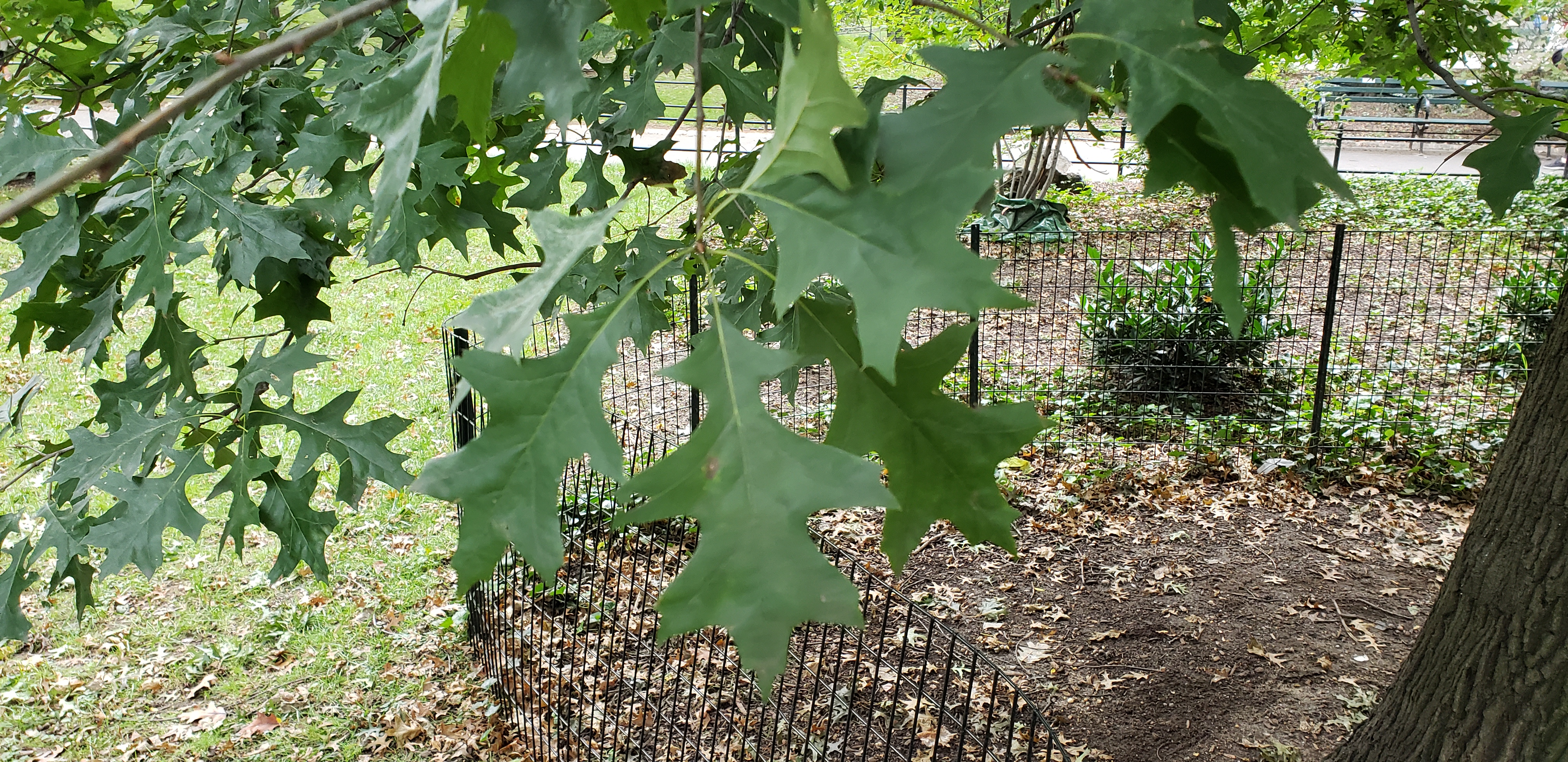 Quercus palustris plantplacesimage20181014_095746.jpg