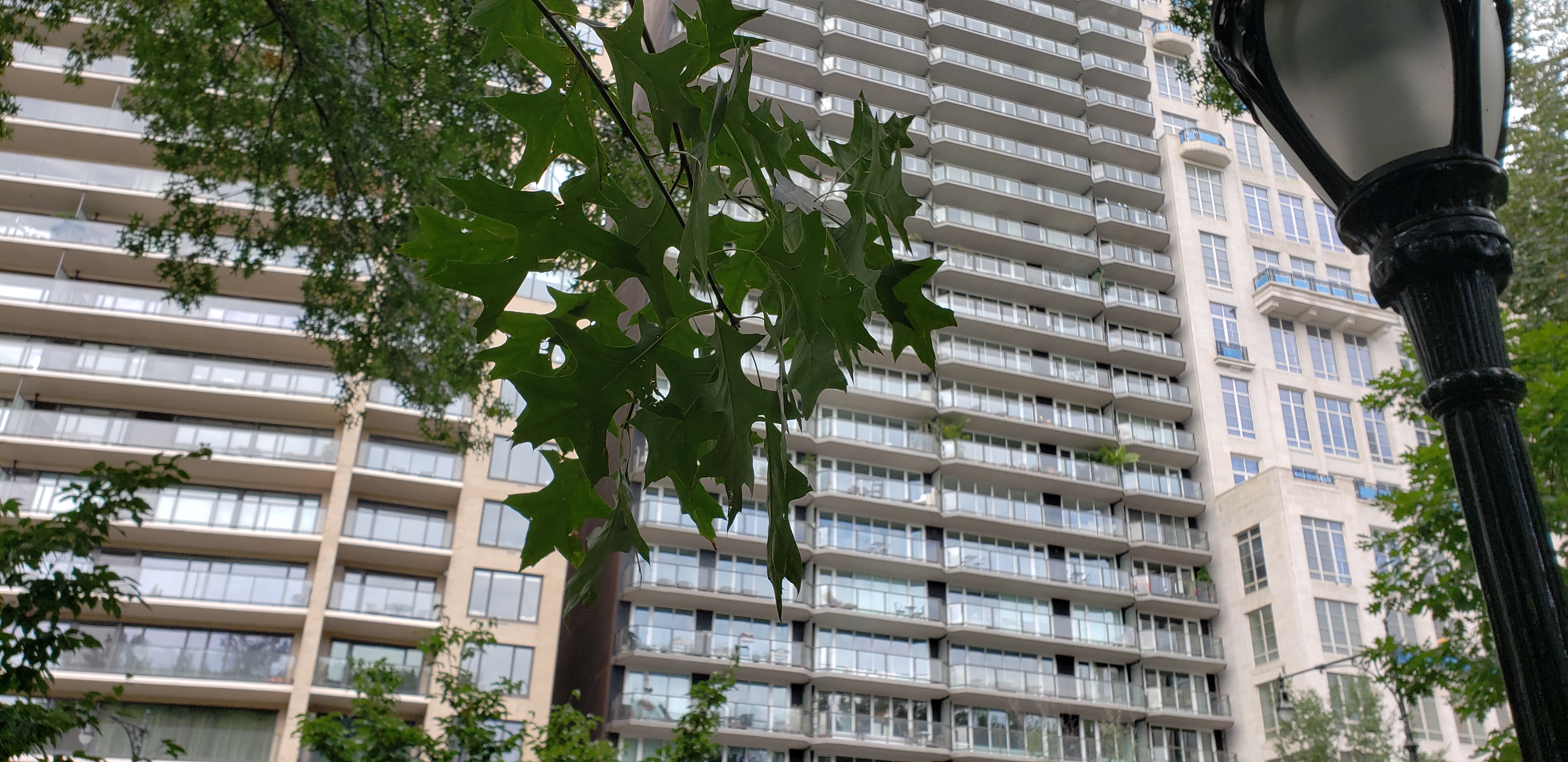 Quercus palustris plantplacesimage20181014_095803.jpg