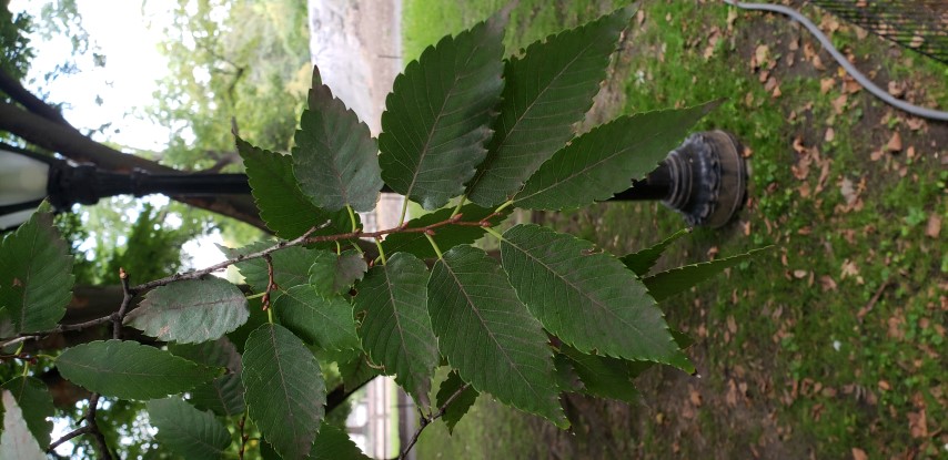 Zelkova serrata plantplacesimage20181014_100650.jpg