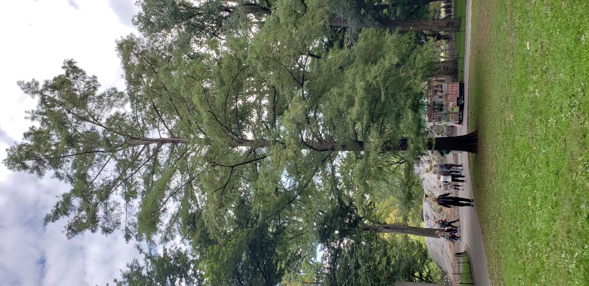 Taxodium distichum plantplacesimage20181014_100726.jpg