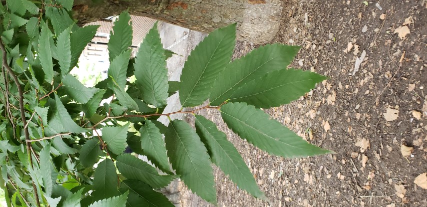 Zelkova serrata plantplacesimage20181014_100923.jpg