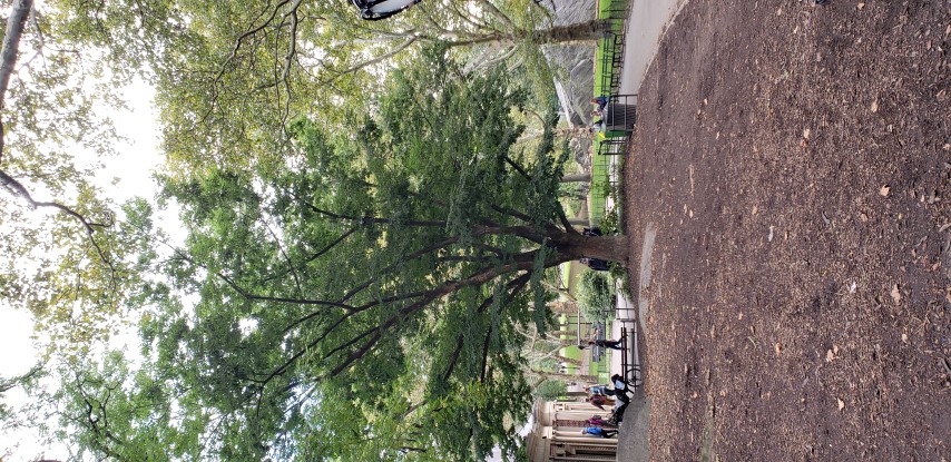 Zelkova serrata plantplacesimage20181014_100947.jpg