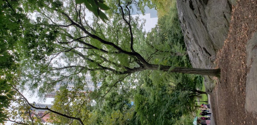 Gleditsia triacanthos var. inermis plantplacesimage20181014_101023.jpg