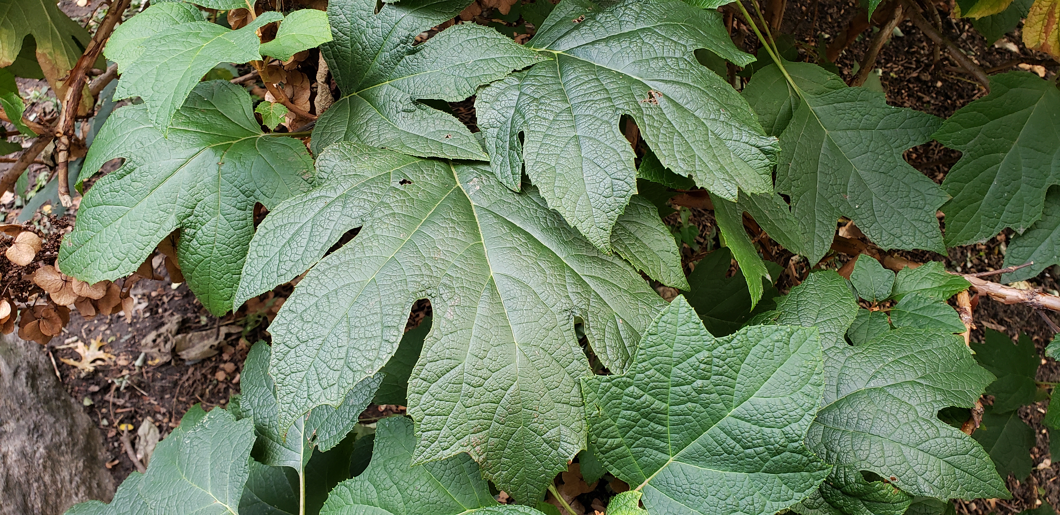 Hydrangea quercifolia plantplacesimage20181014_102118.jpg