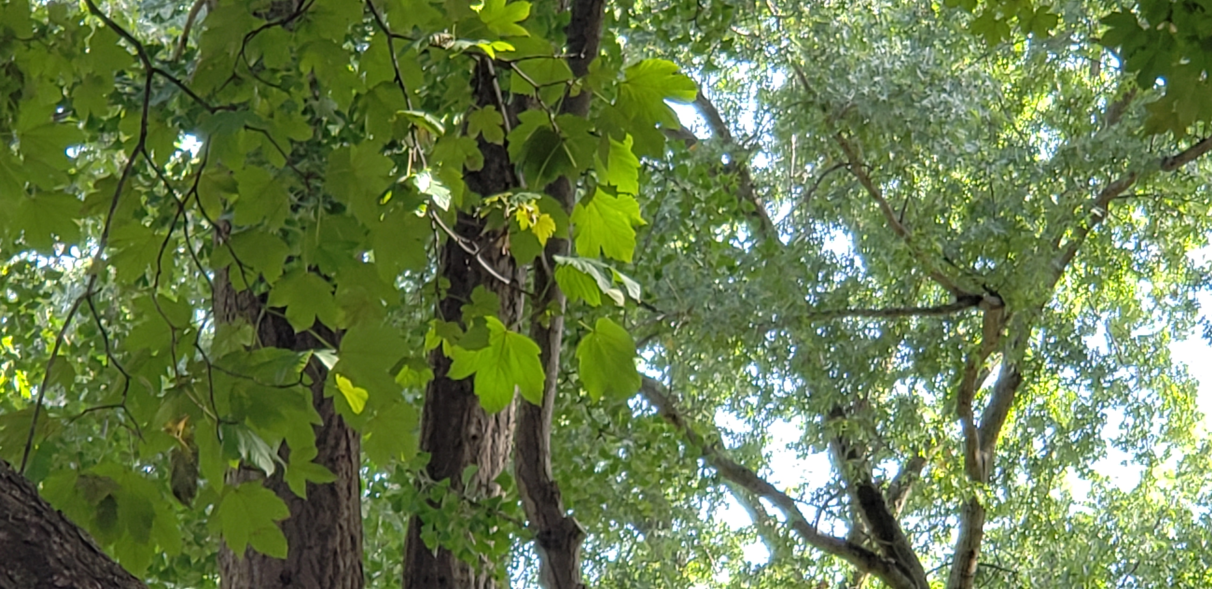 Acer pseudoplatanus plantplacesimage20181014_103739.jpg