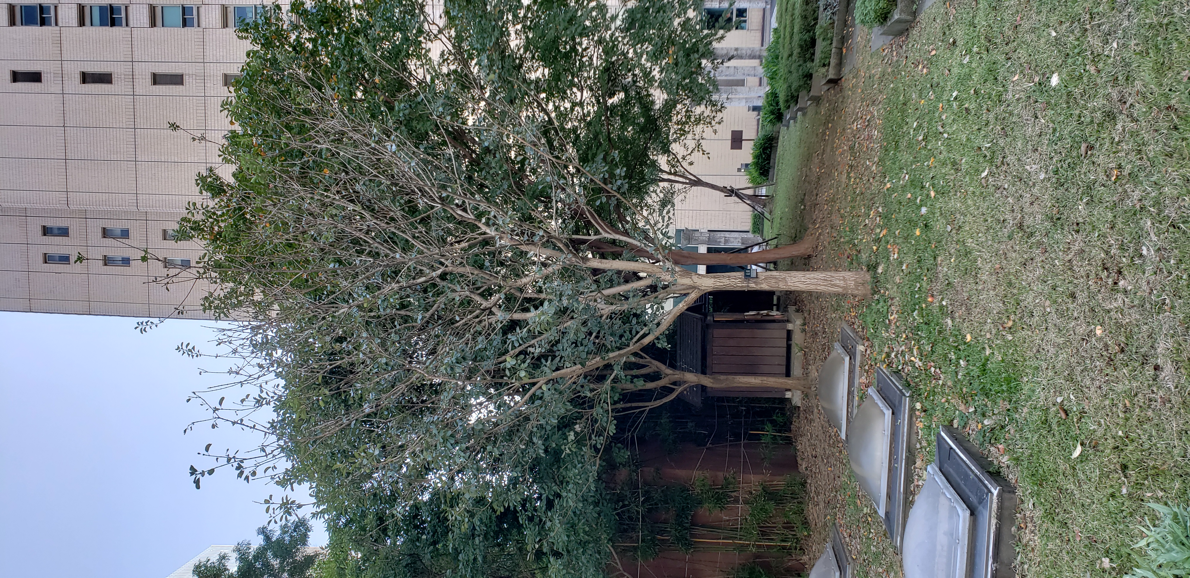 Chionanthus retusus plantplacesimage20181203_144445.jpg