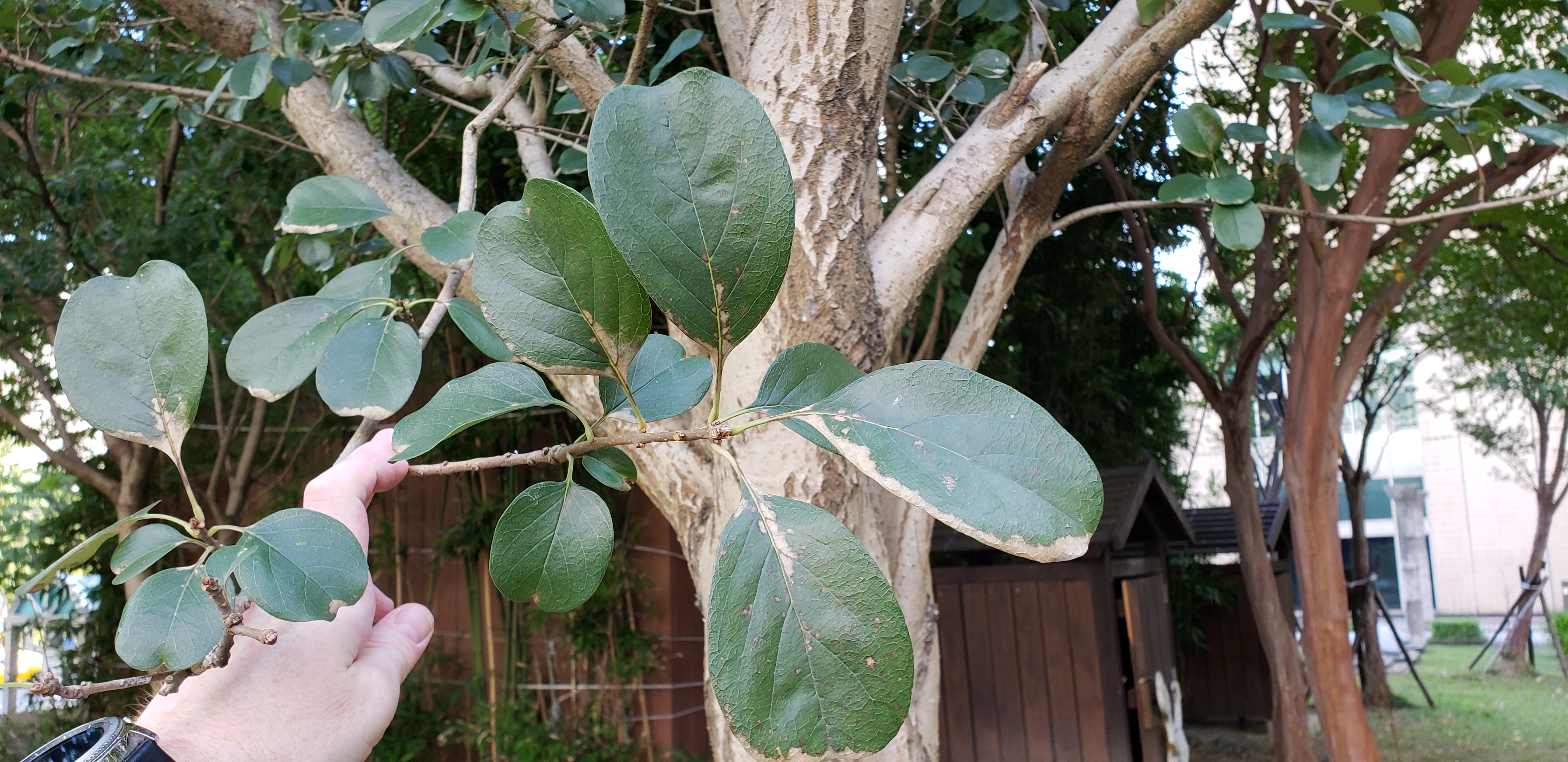 Chionanthus retusus plantplacesimage20181203_144502.jpg