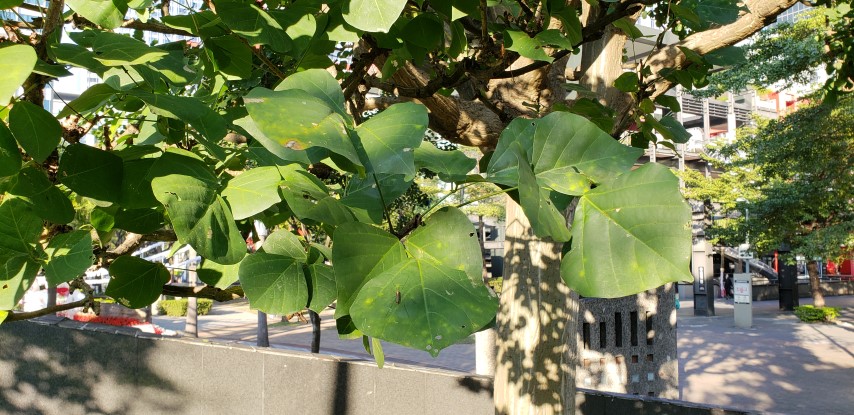 Erythrina variegata plantplacesimage20181203_153329.jpg