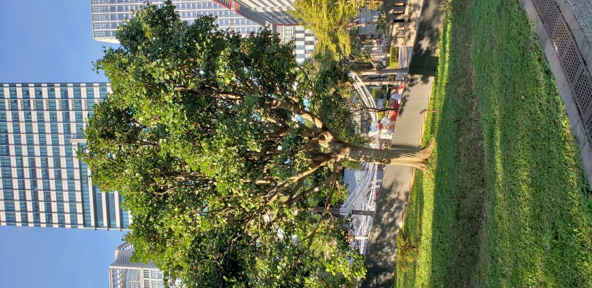 Erythrina variegata plantplacesimage20181203_153357.jpg
